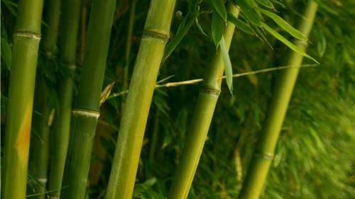 bamboo forest 1366x768
