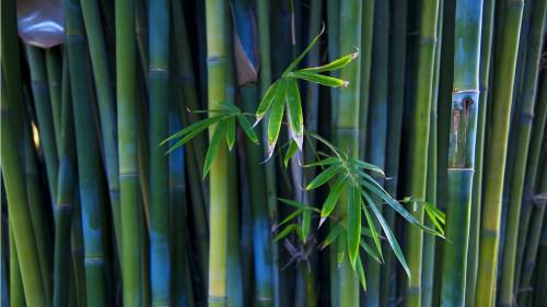 bamboo 1366x768