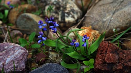 blue flowers and rocks 1366x768