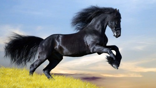 black horse wallpaper 1366x768 Copy