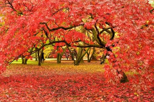 Red Colourful Autumn