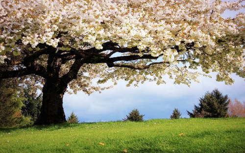 spring wallpaper landscape