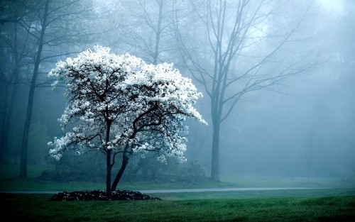 white flowers tree nature