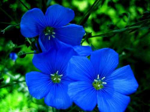 images of blue flowers 4k background 8