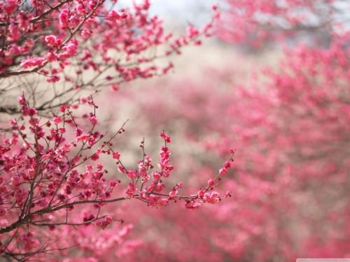 spring trees wallpaper