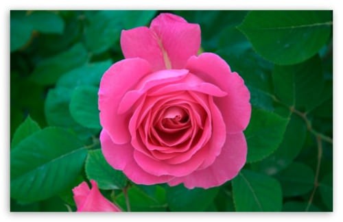 pink rose in green leaves