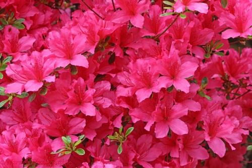 Pink Azalea flowers