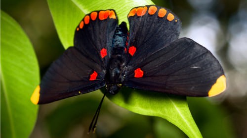 Copy of black butterfly 3 1366x768