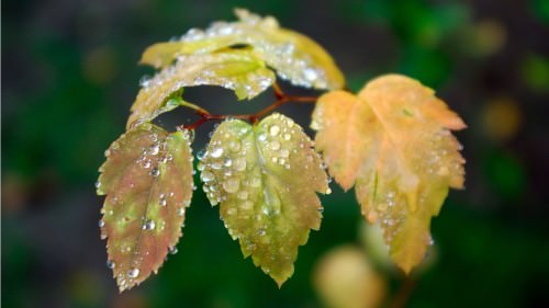 leaves and water drops 1366x768